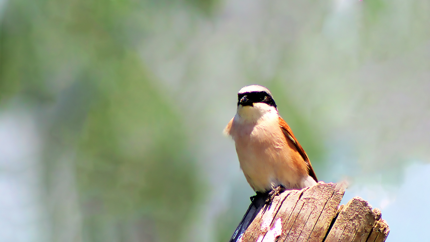 Red-backed Shrike
